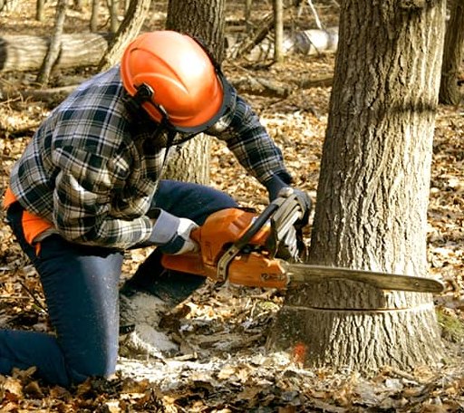 Tree Removal in Pewamo, MI